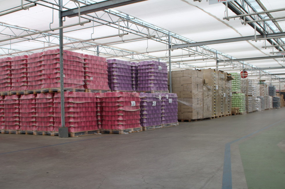 Bunnik Plants 68183