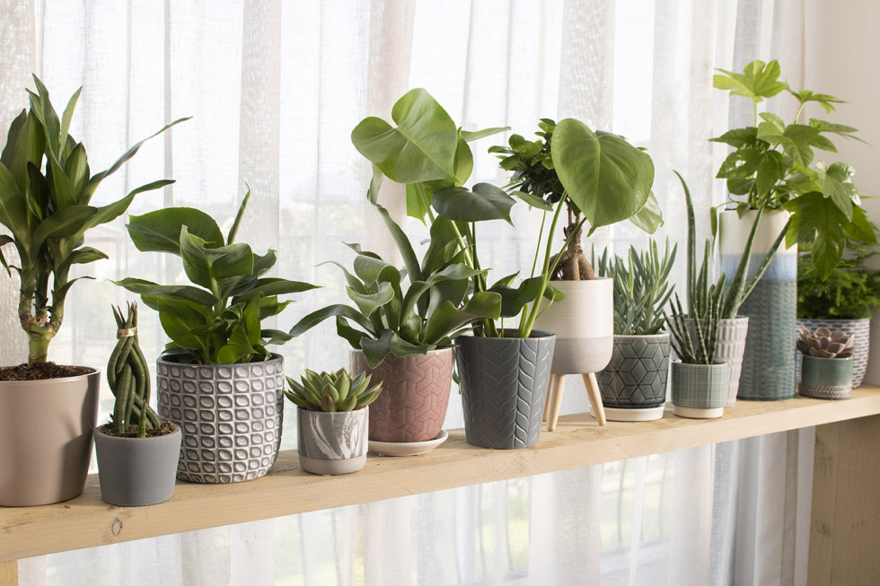 Bunnik Plants 41461