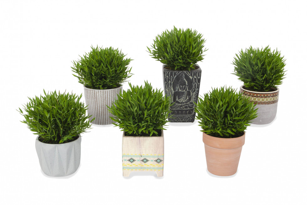 Bunnik Plants 68152